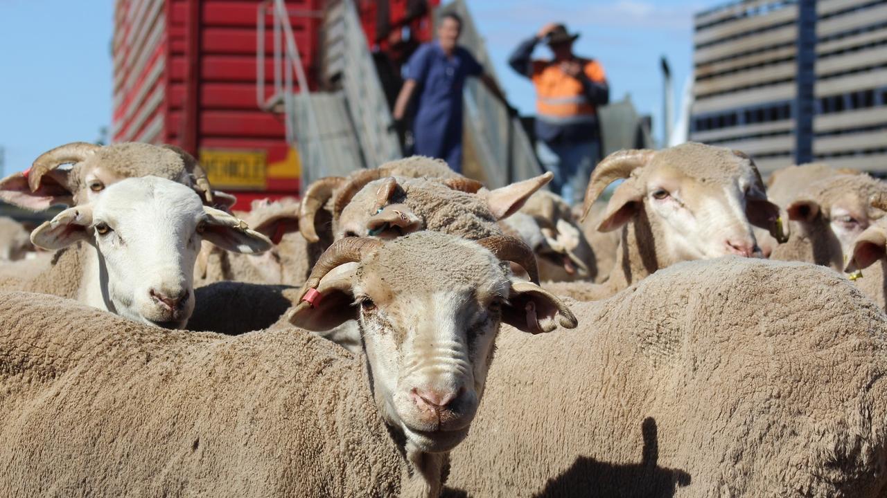 ‘No choice:’ Farmers vow war over sheep ban