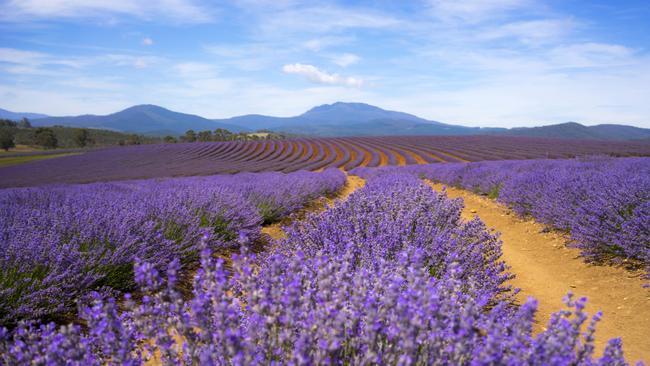 The current Bridestowe Lavender Farm at Nabowla. Image: Tourism Tasmania.