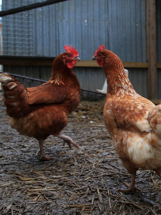 The open-plan kitchen is the hub of the house and Ms Locaso loves to cook using the bounty from the thriving vegetable garden and busy chooks. Picture: Aaron Francis/The Australian