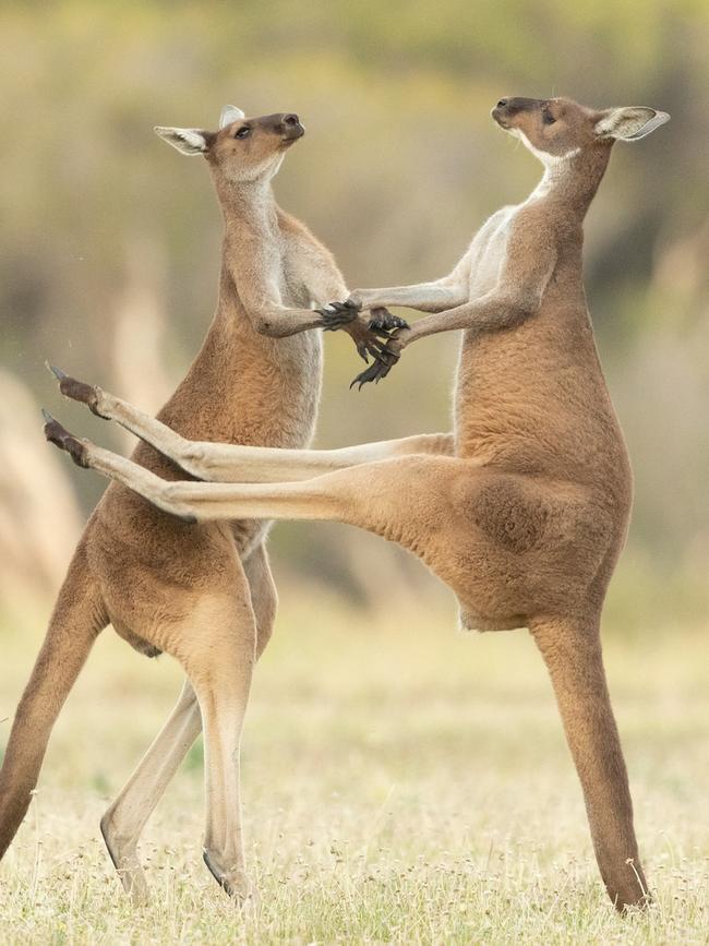 grant to create fake kangaroo meat in a lab.