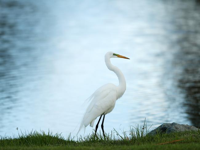 Water birds such as egrets are virus carriers. Picture: Mike Mulholland/Getty Images/AFP