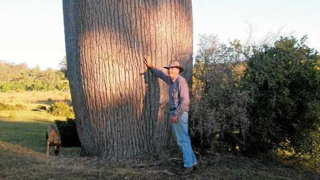 SOLUTION: Many bottle trees were felled in the early days to save starving stock. This is one of the last giant trees to be found in the foothills of the Bunya Mountains. Picture: Contributed