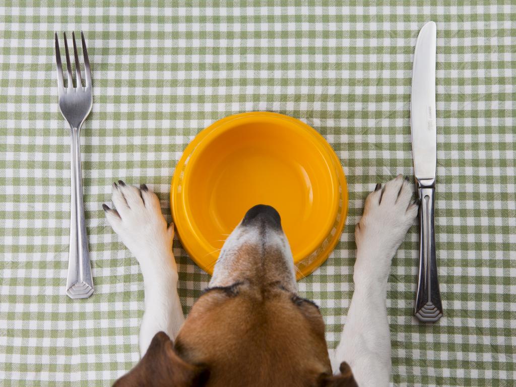 How does one choose the right chow for your bow wow? Picture: iStock