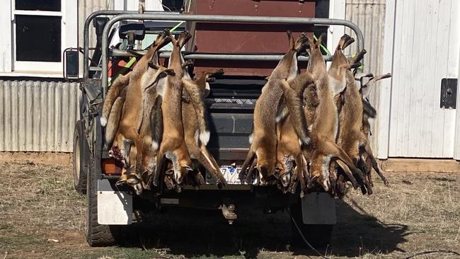 Fox hunter Ken Smith's bounty.