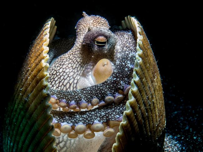 ONE TIME WEB USE ONLY - NO REUSE - MUST CREDIT - Australian Geographic Nature Photographer of the Year 2021 Animal Behaviour runner up.Dreaming by Franco Tulli (Italy). Picture: Franco Tulli  /Australian Geographic Nature Photographer of the Year 2021