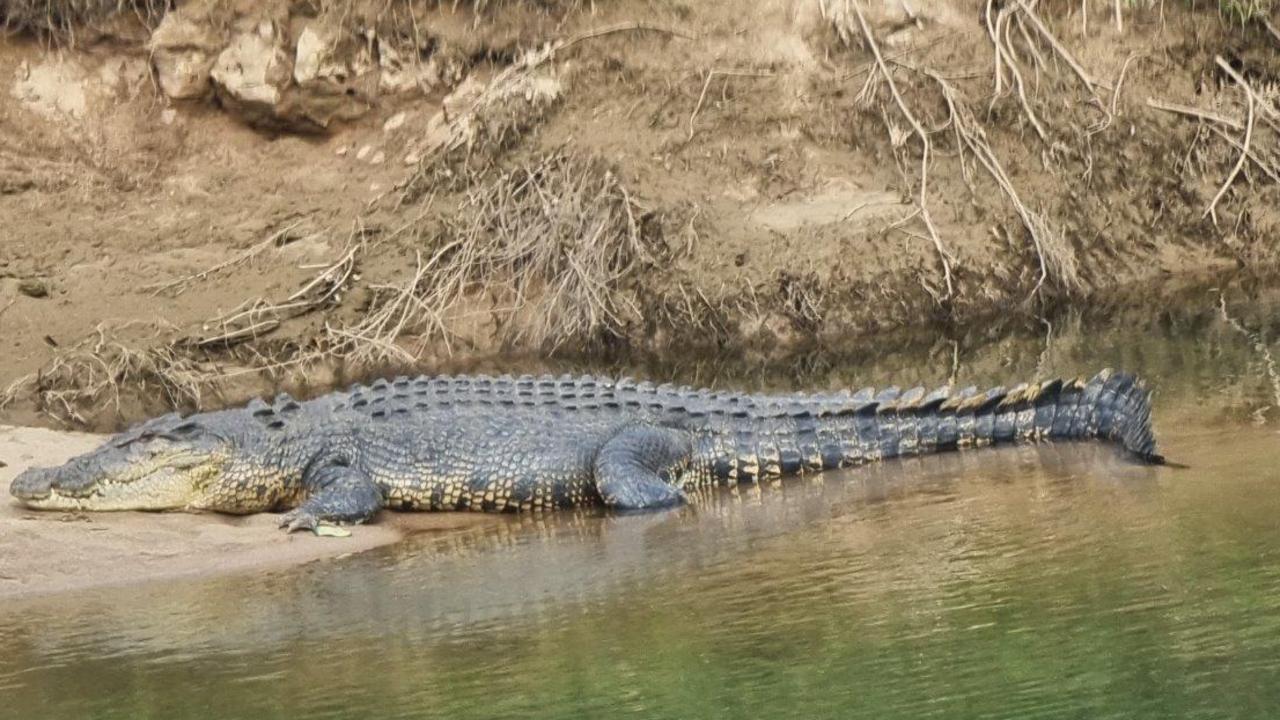 The Crocodile Control and Conservation Bill will be introduced to the Queensland parliament on Wednesday. Picture: Gus Lee