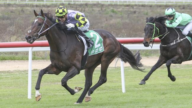 Dark Euro drops sharply in grade when he takes on stablemate The Maxinator at Grafton. Picture: Bradley Photos