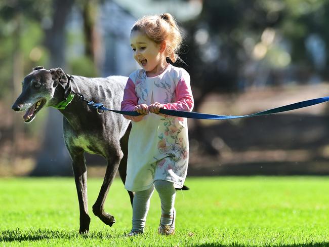 JOY: New rules for rehoming greyhounds. Picture: TONY GOUGH