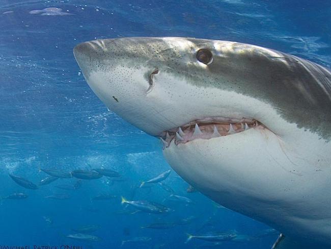 Best place to dive with great white sharks | escape.com.au