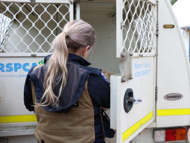 RSPCA initially responded to a report of an injured cat. Picture: Generic/Supplied