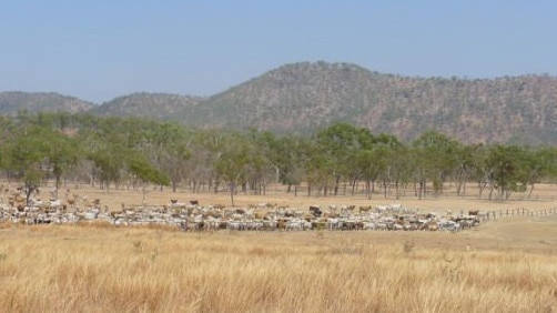 Bellevue Station and Nychum Station, on the Mitchell River near Chillagoe, Qld.