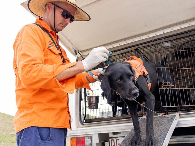 Red Imported Fire Ant detection dogs are being used to track the invasive pest in northern NSW and Queensland.