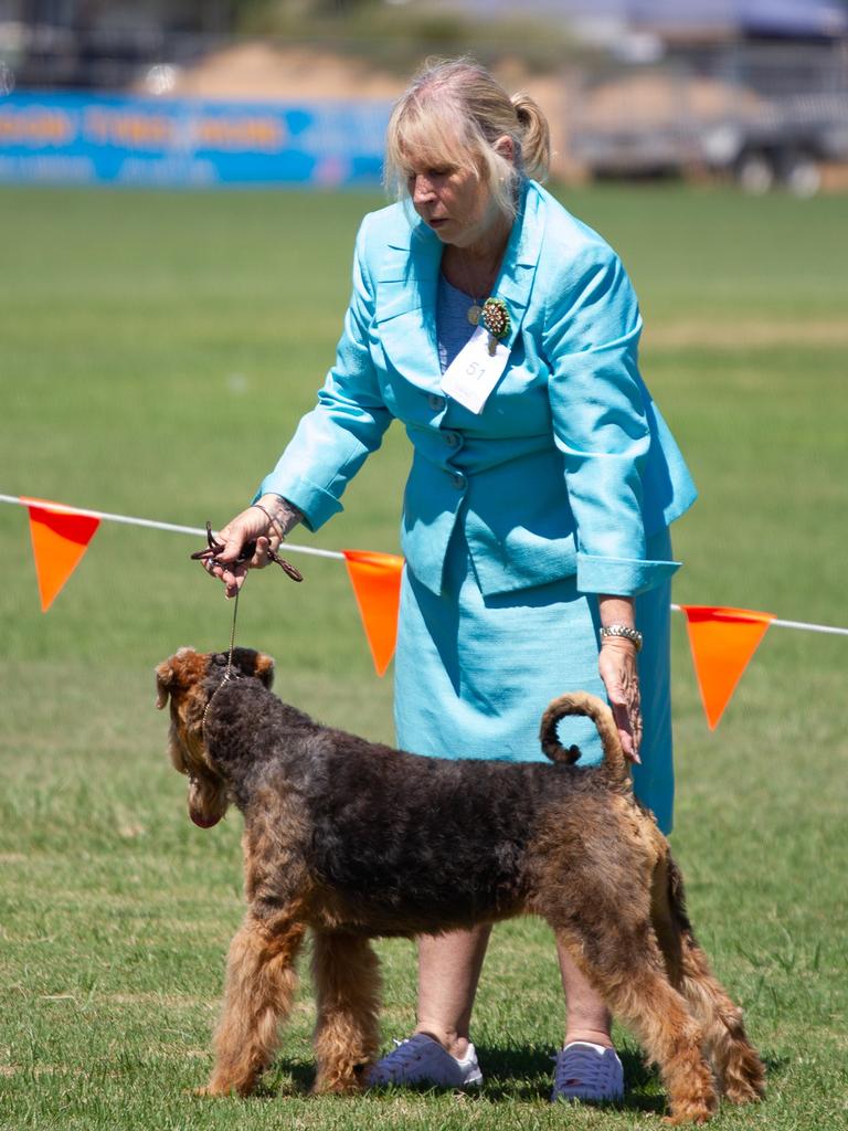 A competitor in the dog competition ensures her pooch is up to standard.