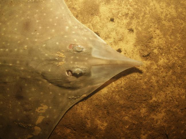 Maugean skate in the wild. Picture: Neville Barrett/IMAS