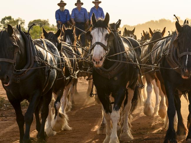 ** MUST CREDIT  PHOTROGRAPHER Paul Robbins **- Bandy and Johnson Draught Horses in the lead up to the Royal Easter Show. They’re based in Barellan NSW .