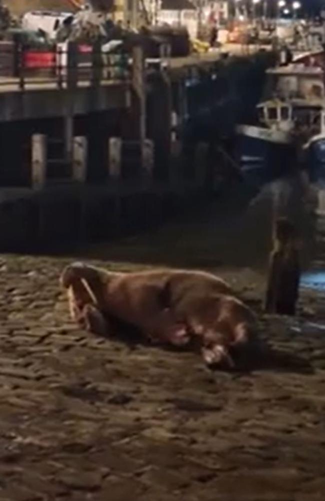 Thor the walrus was filmed appearing to pleasure himself. Picture: Reddit