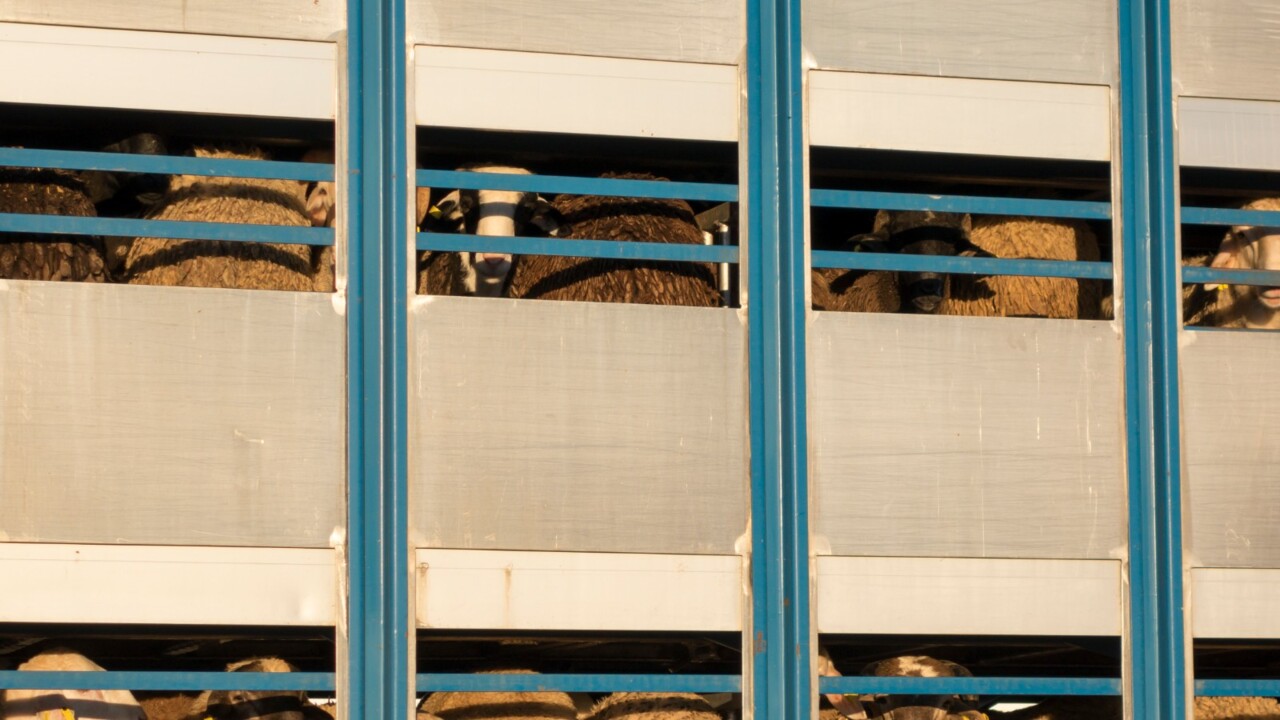 Govt to appeal live export ban ruling