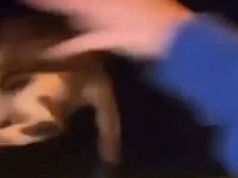 The 15-year-old was allegedly seen on the video throwing a cat from the front passenger window. Picture: Seven News