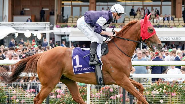 Serpentine (IRE) on the way to the barriers prior to the running of Queen Elizabeth Stakes at Flemington Racecourse on November 09, 2024 in Flemington, Australia. (Photo by George Sal/Racing Photos via Getty Images)