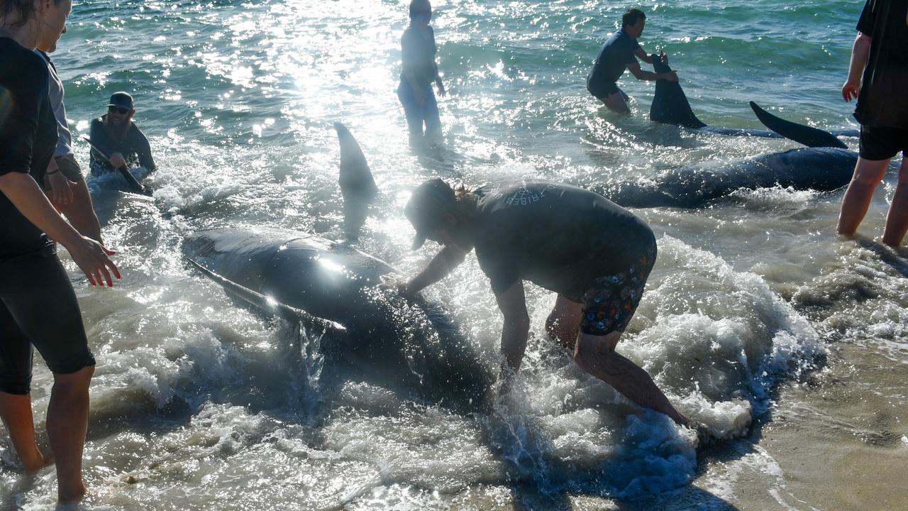 Authorities are conducting aerial and vessel patrols to make sure the whales stay offshore. Photo: Mick Marlin