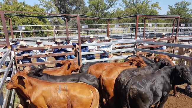 Solid yarding at the Monto saleyards, Wednesday February 14.