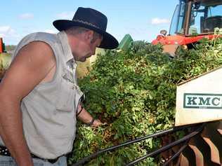 Darryn Crumpton inspecting his next peanut crop. Picture: Madeline Grace