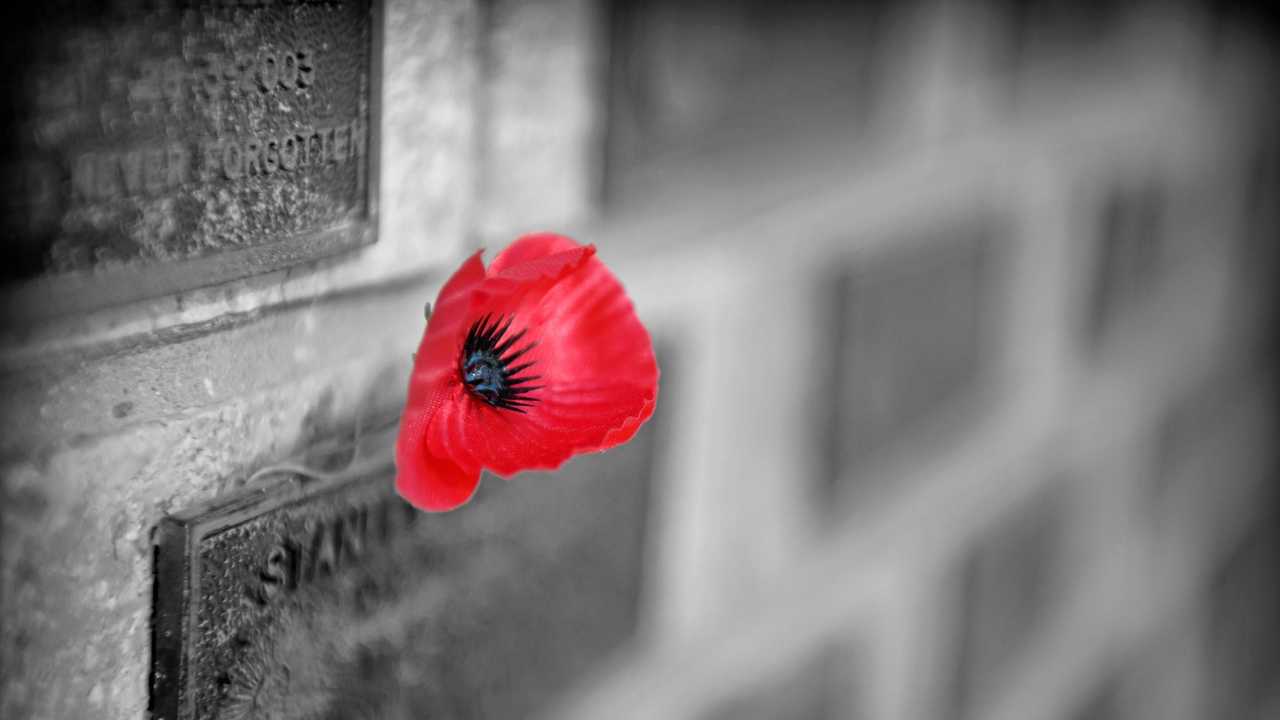 Remembering Our Heroes On 11/11/11 | The Courier Mail