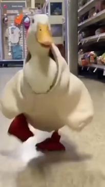 Meet Wrinkle the duck who loves to shop