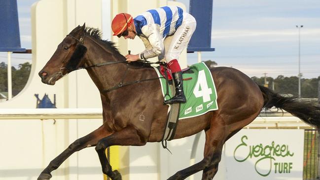Pure Hydrogen can make it back-to-back wins when he heads to Gosford on Thursday. Picture: Grant Guy