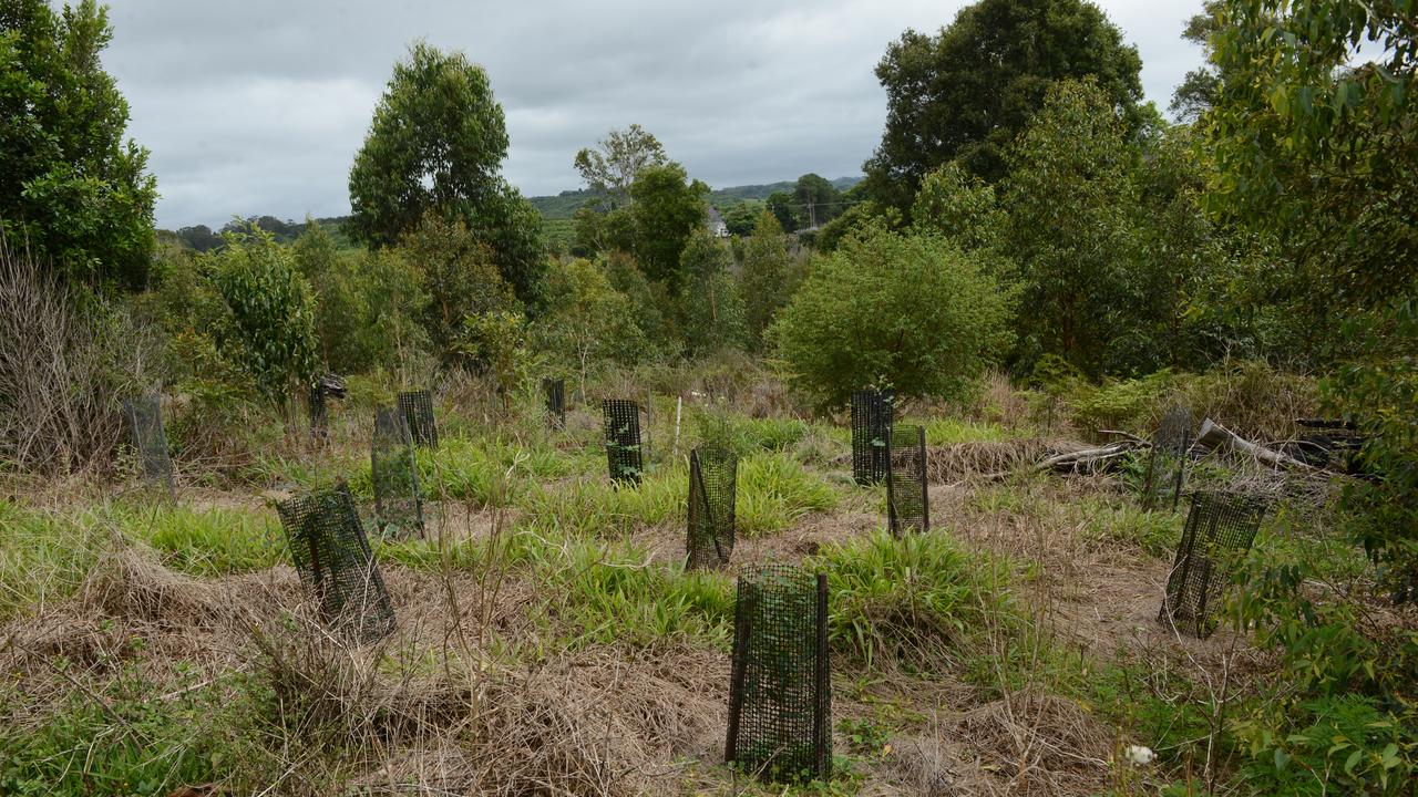 Mullumbimby High School students have launched a new project, Trees for Koalas - Connecting Communities, to increase the number of koala food trees on private properties within the Byron Shire. The group toured a Binna Burra property on Tuesday, October 27, before planting 400 new koala food trees to build upon existing plantation works. Picture: Liana Boss