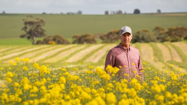 ‘A really dumb debate’ ... Grain Producers SA director Adrian McCabe in a field of canola at his Alma, South Australia, property. Picture: James Elsby