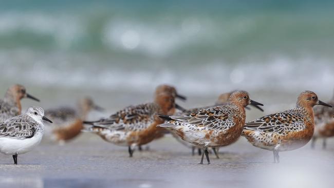 Robbins Island is home to more than 25,000 shorebirds during summer months. Picture: Bob Brown Foundation