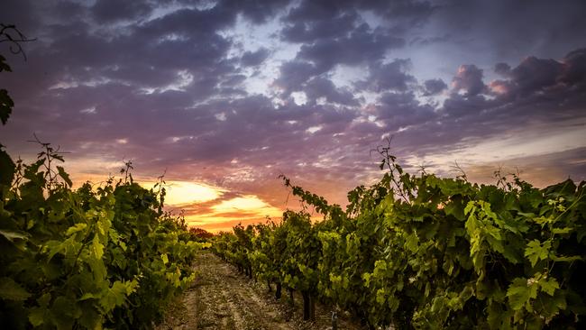 Treasury Wine Estates has scored a major win in a Chinese court against Rush Rich. Picture: Supplied