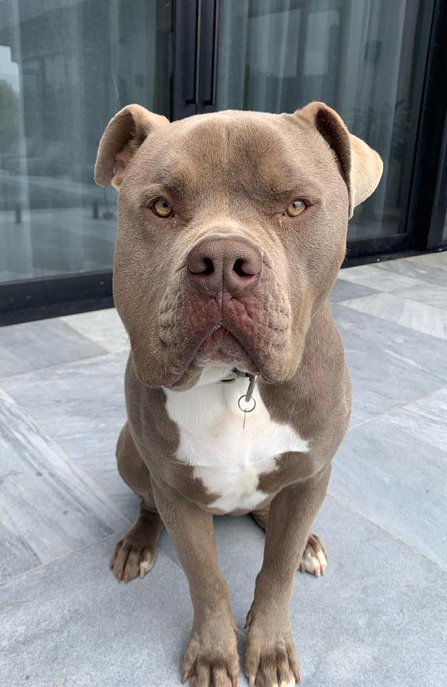 Tones and I's bulldog Boss was euthanized after fatally attacking a cavoodle near his Mt Eliza home. Picture: Instagram