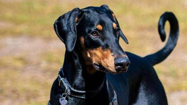 Shadow, third place in Victoria's cutest dog competition.