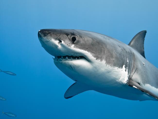 Great white shark - Carcharodon carcharias, in pacific ocean near the coast of Guadalupe Island - Mexico.