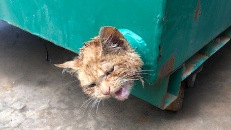 This marmalade moggy was happy to be freed by firefighters after it got stuck in a skip bin.