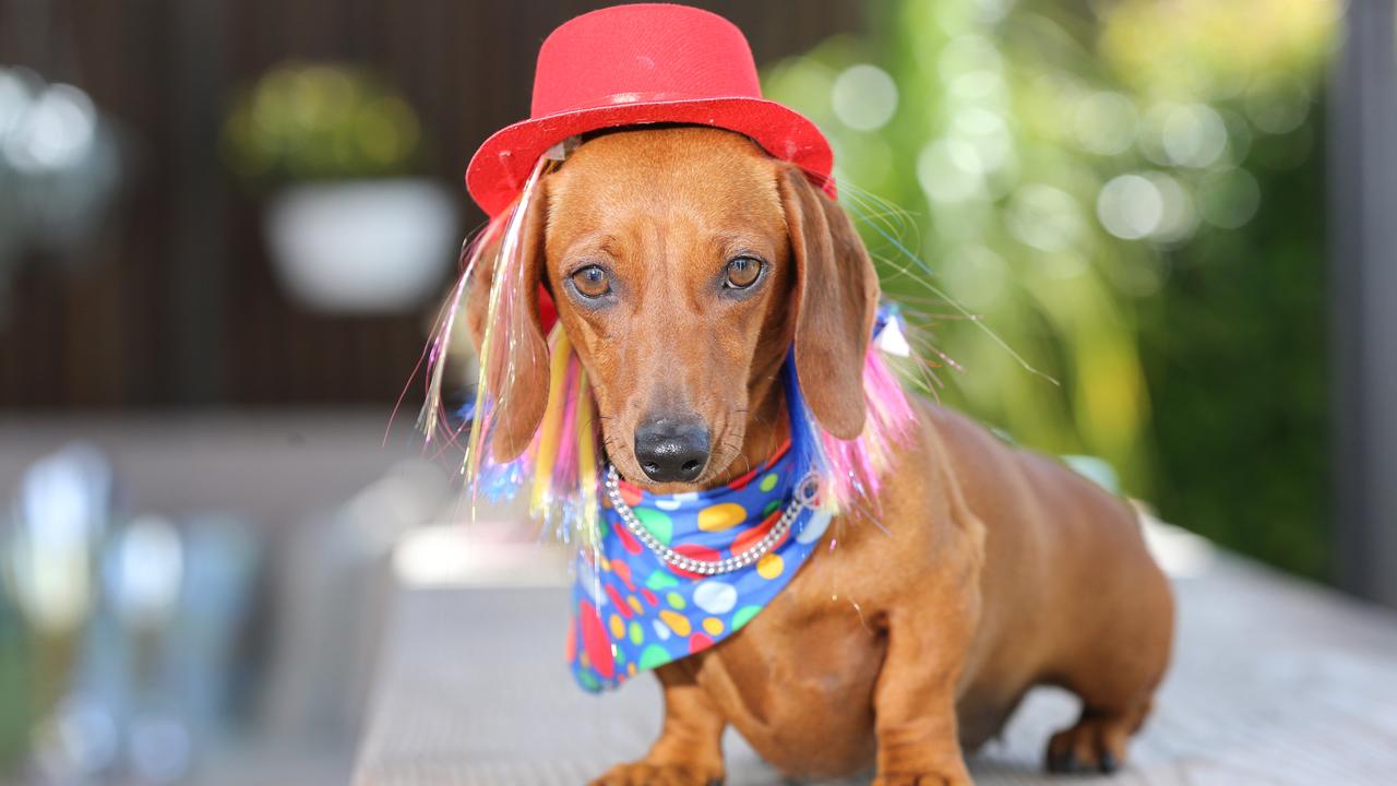 Dachshund Derby Inverleigh tiny dogs for annual event