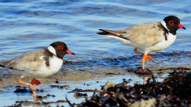 Help us name these hooded plovers at Port Willunga. Picture: Sue and Ash Read