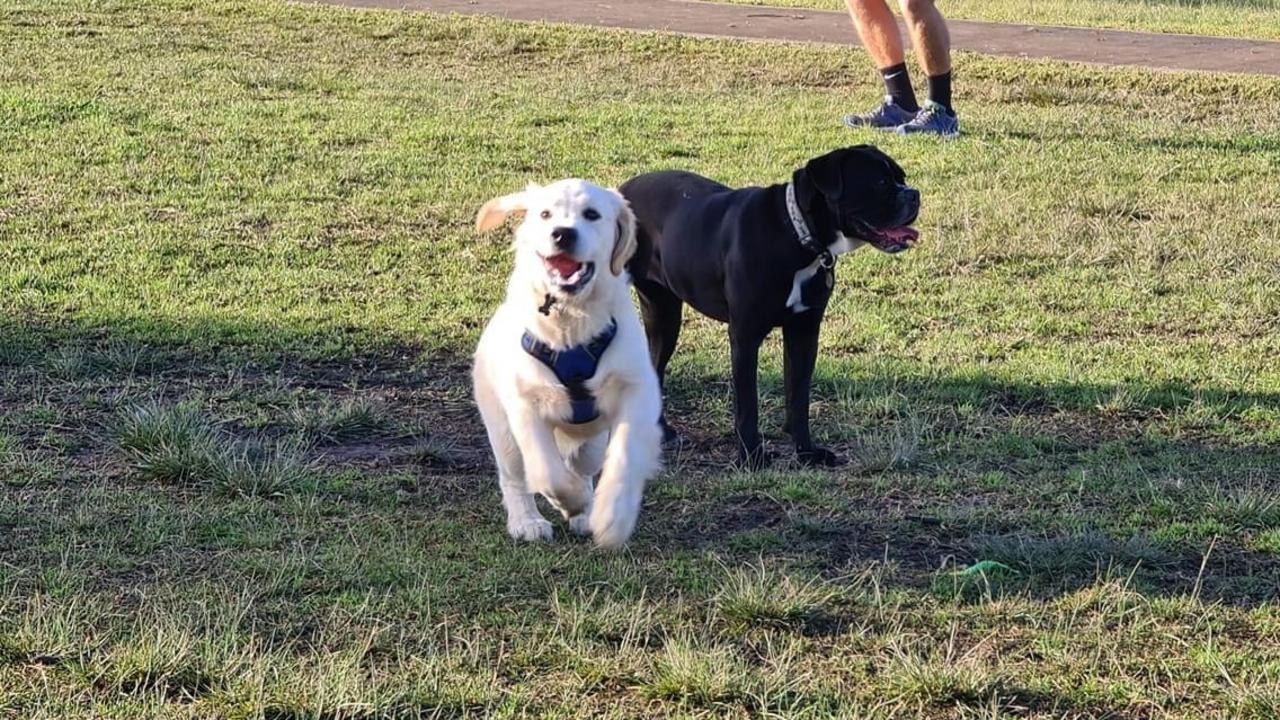 Newcastle’s next dog park? Wallsend, Lambton top contenders for off ...