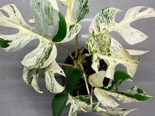 A houseplant with just nine leaves has sparked a bidding war on a New Zealand auction site, selling for a record-breaking $27,000. Picture: Trade Me