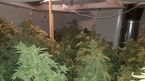 An image of a Bankstown hydro house raided by Strike force Polar in June - the courts have heard another raid found children living alongside an alleged drug crop. Picture: NSW Police