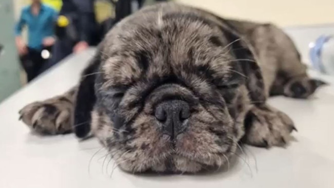 Stolen eight-week-old merle pug Rusty, after police recovered him from a Toowoomba home on Christmas morning 2023. Picture: Queensland Police Service