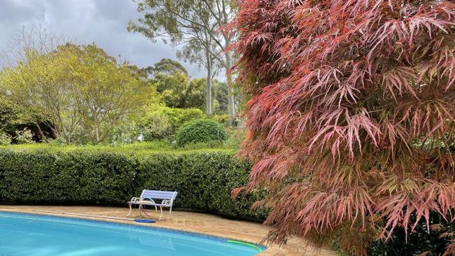 The Japanese maple adds a striking touch by the swimming pool.