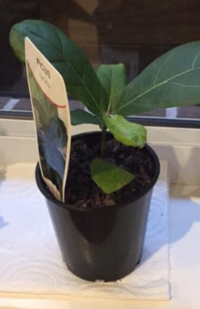 Bunnings is now selling Fiddle-Leaf Fig plants for as little as $3.75. Picture: Facebook