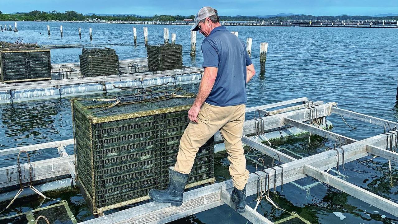 Oyster leases on the NSW mid-north coast are closed due to a mysterious infection.