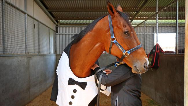 Buffering will line up in the Manikato Stakes on Friday night. Picture: Mark Stewart