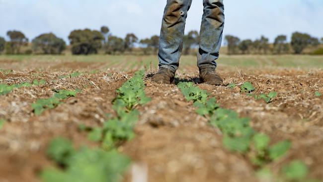 There is certainly optimism about how the recent rain could help crops reach yield potential. Picture: Zoe Philips