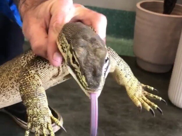 Drew Godfrey from Hervey Bay Snake Catchers was called out to a medical complex at Urraween where a yellow spotted monitor was causing a bit of havoc among patrons at a cafe.