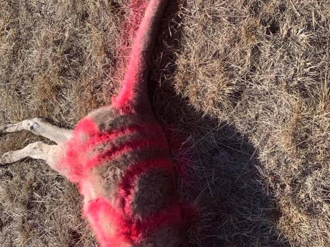 A kangaroo found decapitated and castrated in Wollert.